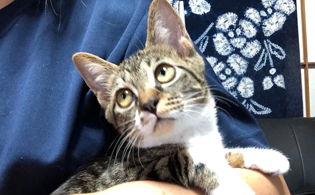 猫達へのご支援プラス