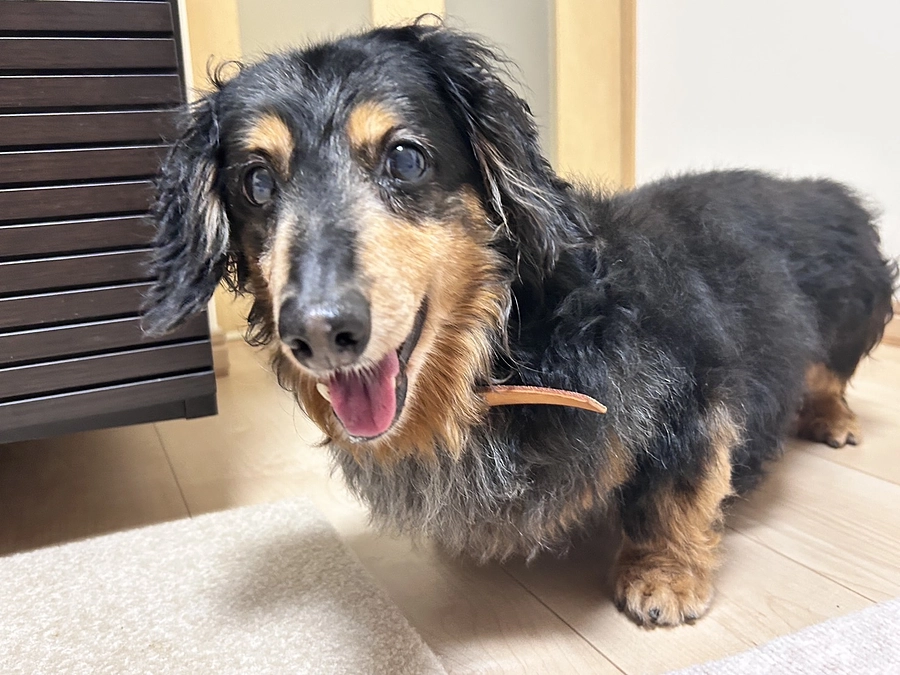 【保健所からレスキュー】M.ダックスの十影（とかげ）くん