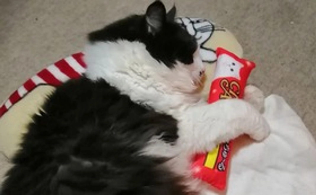 チョビを応援！