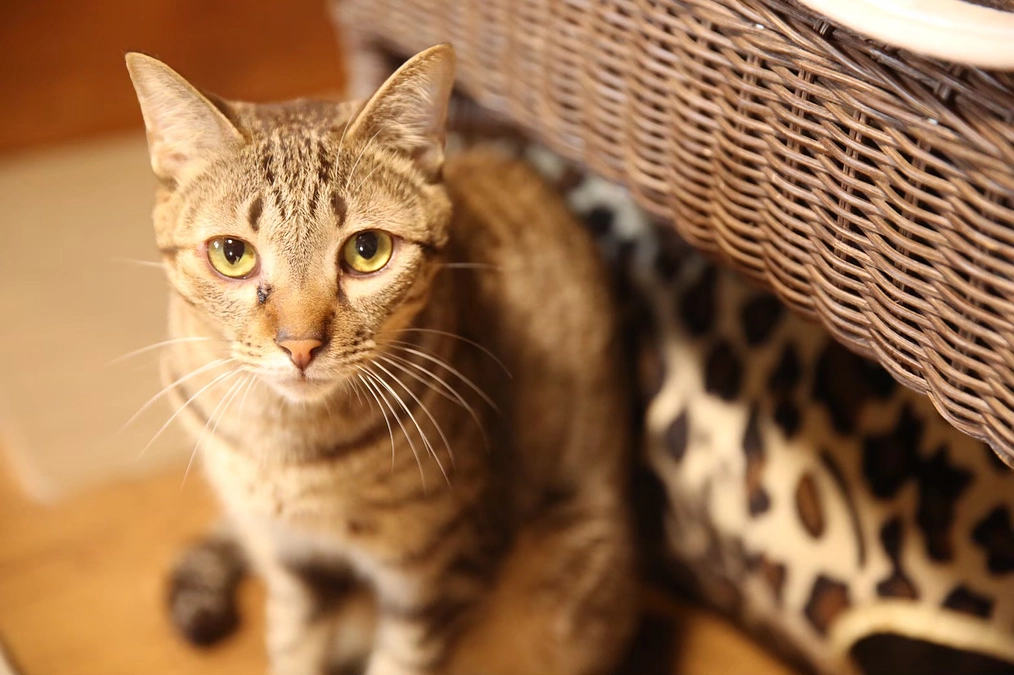 【ご報告】皆様のご支援により、保護猫シェルターが法人化いたしました。