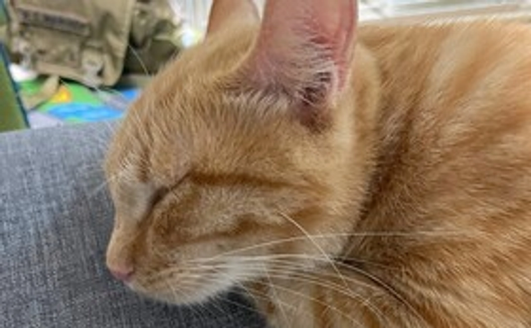 全力応援コースA