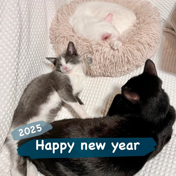 𓂃2025 あけましておめでとうございます🐍𓂃.