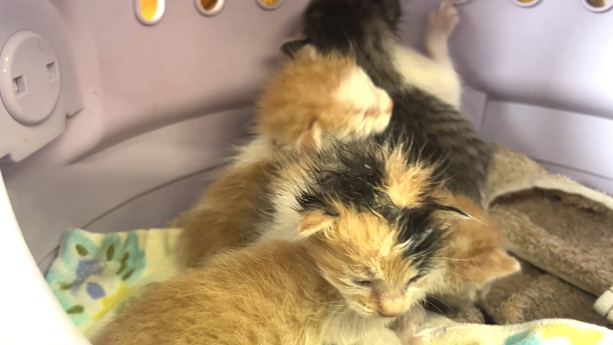 生後2週間ほどの乳飲子４匹がやって来ました。