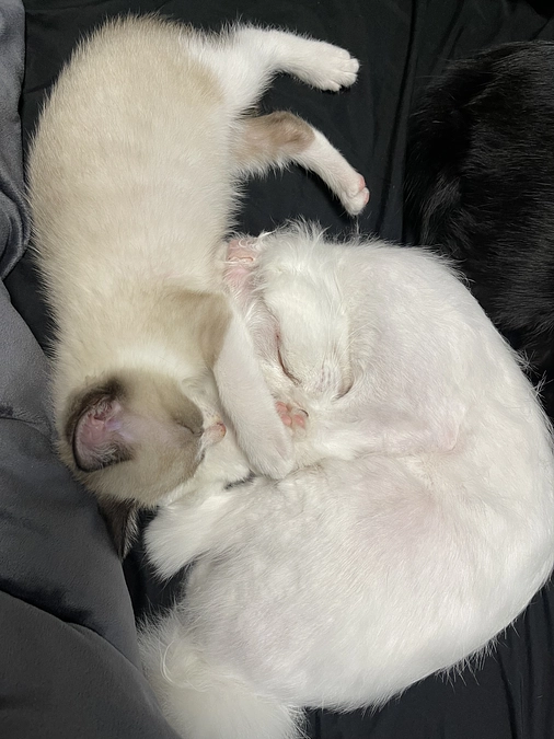 プロジェクト達成ありがとうございます✨️