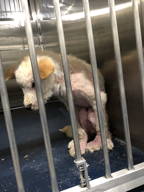 【本日の目標目前！】9/2中に480万縁いきたい！保護活動の医療について