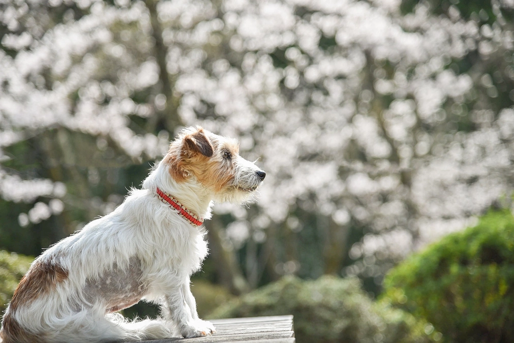 本日開始！クラウドファンディング