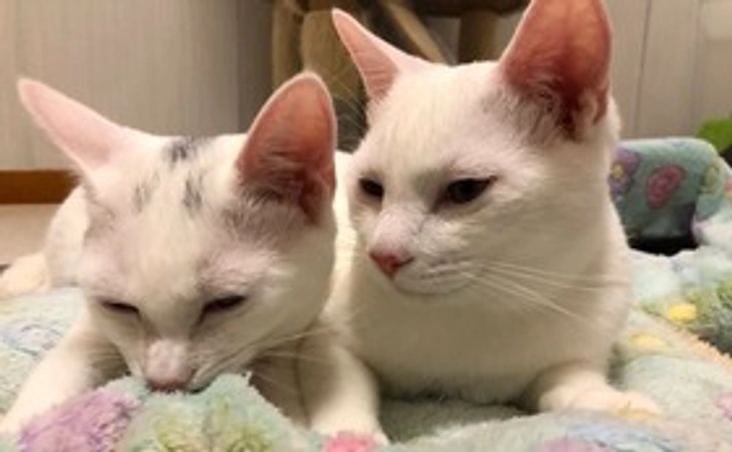 ふれあい会ご招待99,999円コース