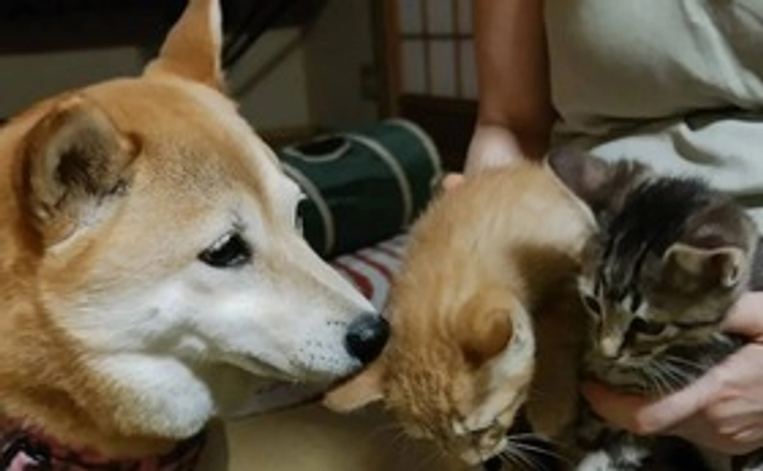 譲渡会に向けてこの子たちは頑張ります！