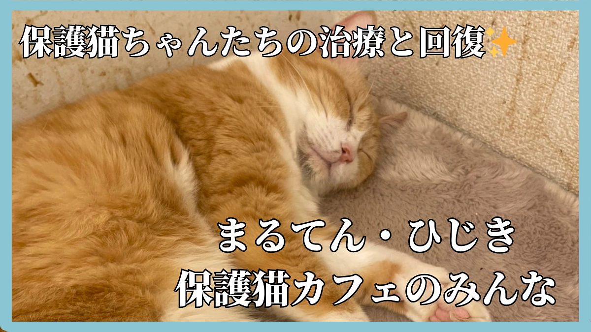 保護猫ちゃんたちの治療と回復🐱✨️