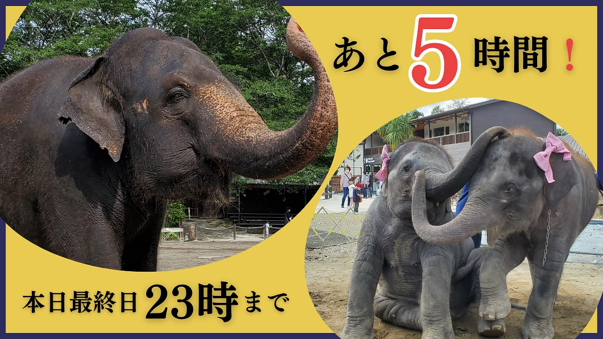 最終日【残り５時間！】どうか最後までご支援と応援でお力を分けてください！