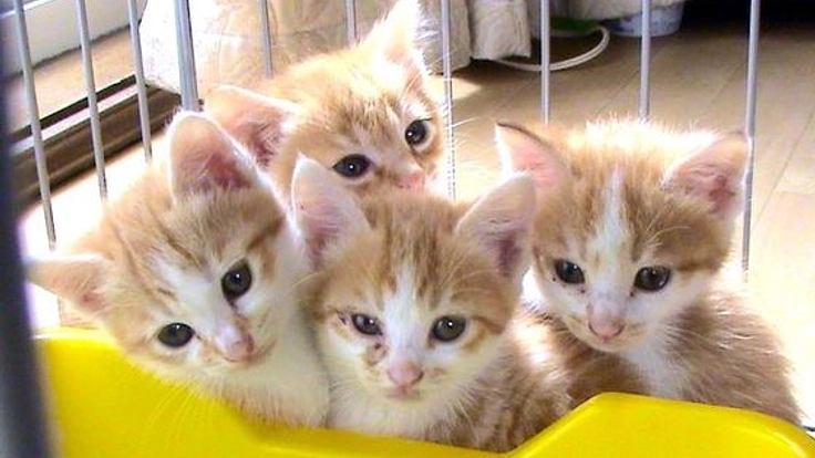 ノラ猫なんていない。人間が生み出す不幸な命を不妊手術でSTOP！