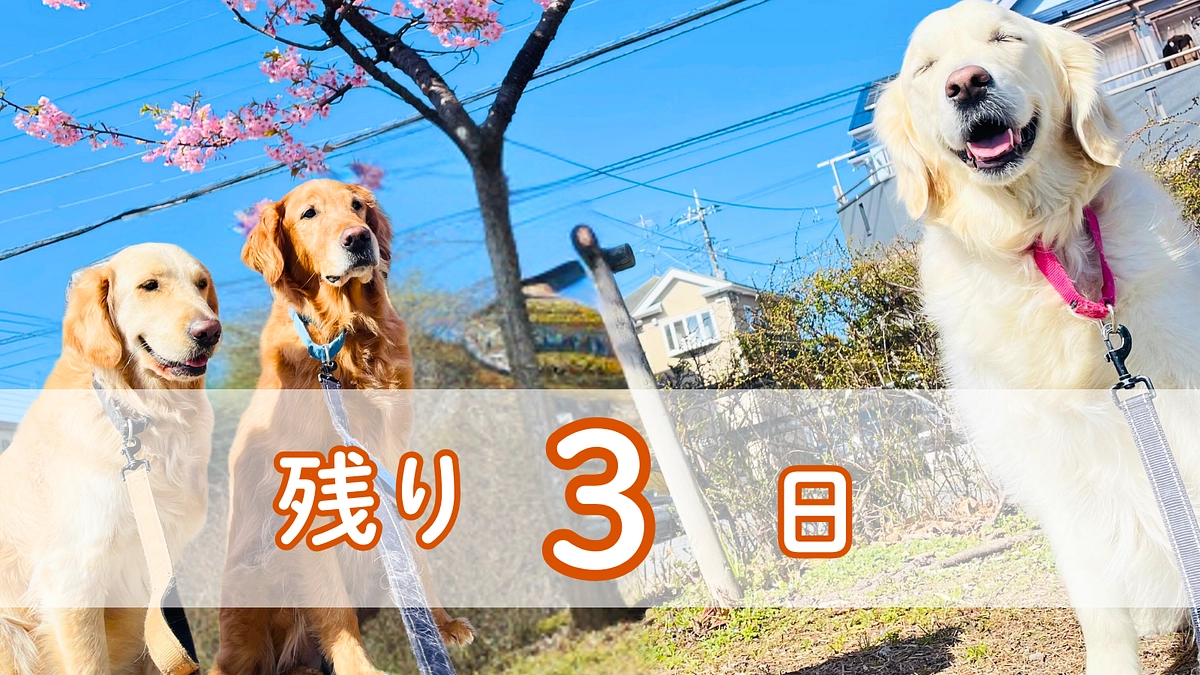【残り3日】プロジェクトにかける思い：介助犬が「当たり前」の社会を目指して