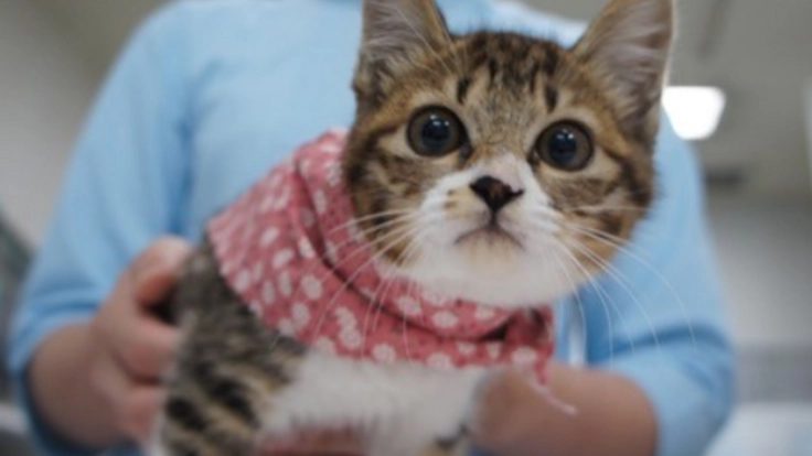 秋葉原の昭和の古民家で「譲渡型保護猫カフェ」を開きたい!