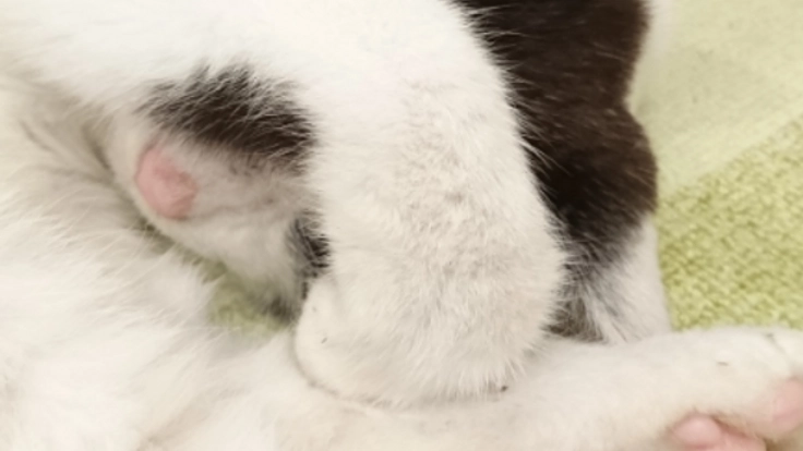 もっと猫を助けたい！保護猫カフェ存続し殺処分0から収容数0へ