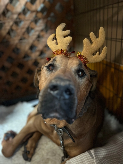 メリークリスマス