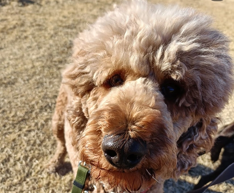 一般飼育放棄のメイがトライアルへ出発