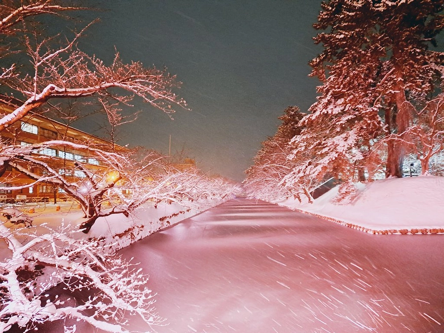 本点灯では初の見頃となりました！