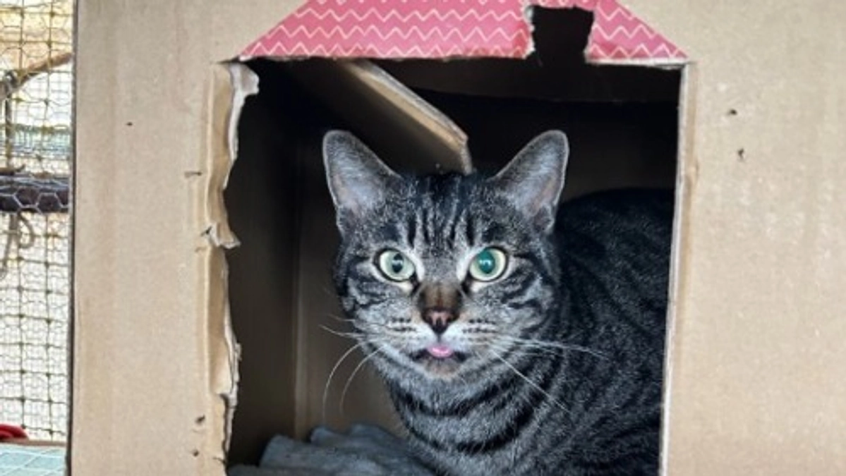 【800万突破に感謝！】夢のシェルター建設に向けて！～新シェルター、どんな施設になるの？編～