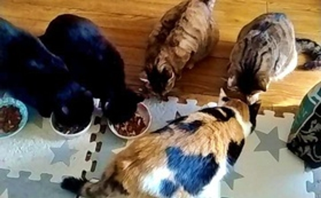 毎月5,000円応援コース