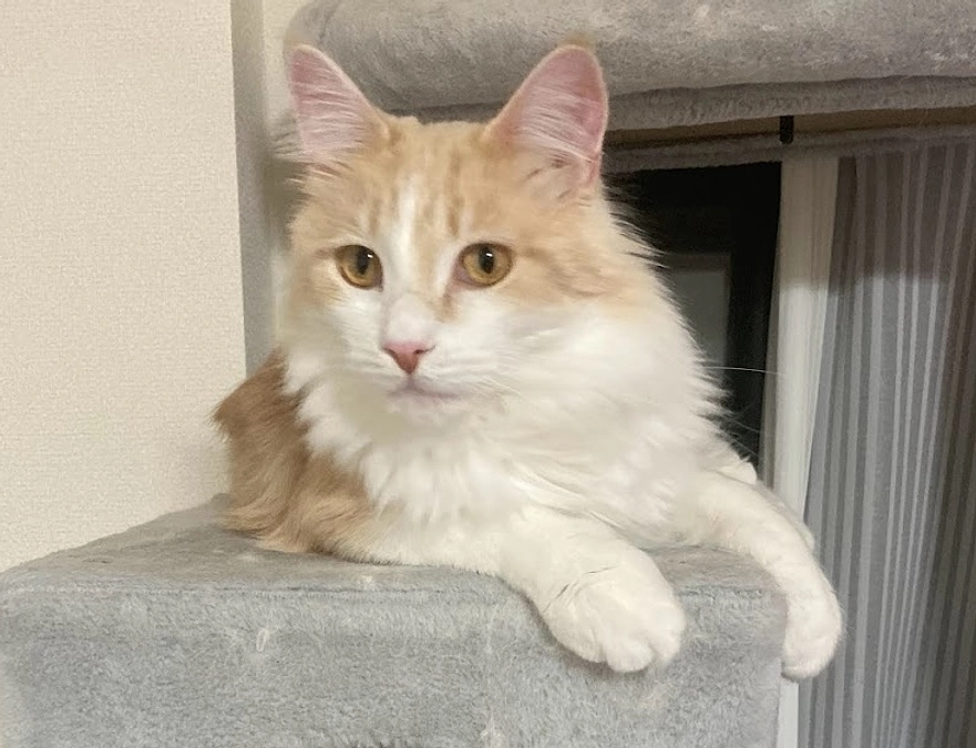 12/1経過観察16日目