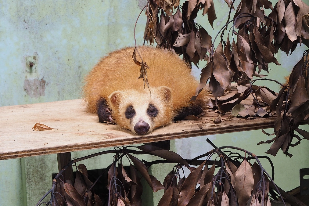 イヌ派？ネコ派？