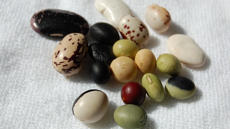 豆農家の挑戦　in   山形（川西町）