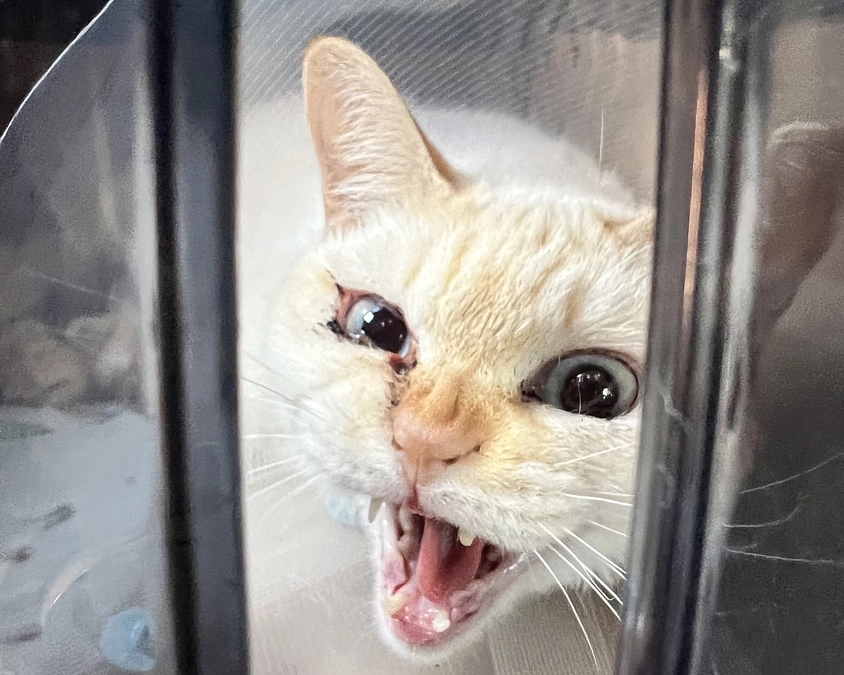 保護時からかかとに大きな傷があるくるみ、縫合手術をしました。兄妹でひとり白血病だった大福の検査結果も