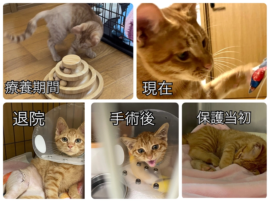 プロジェクト終了の報告とお礼