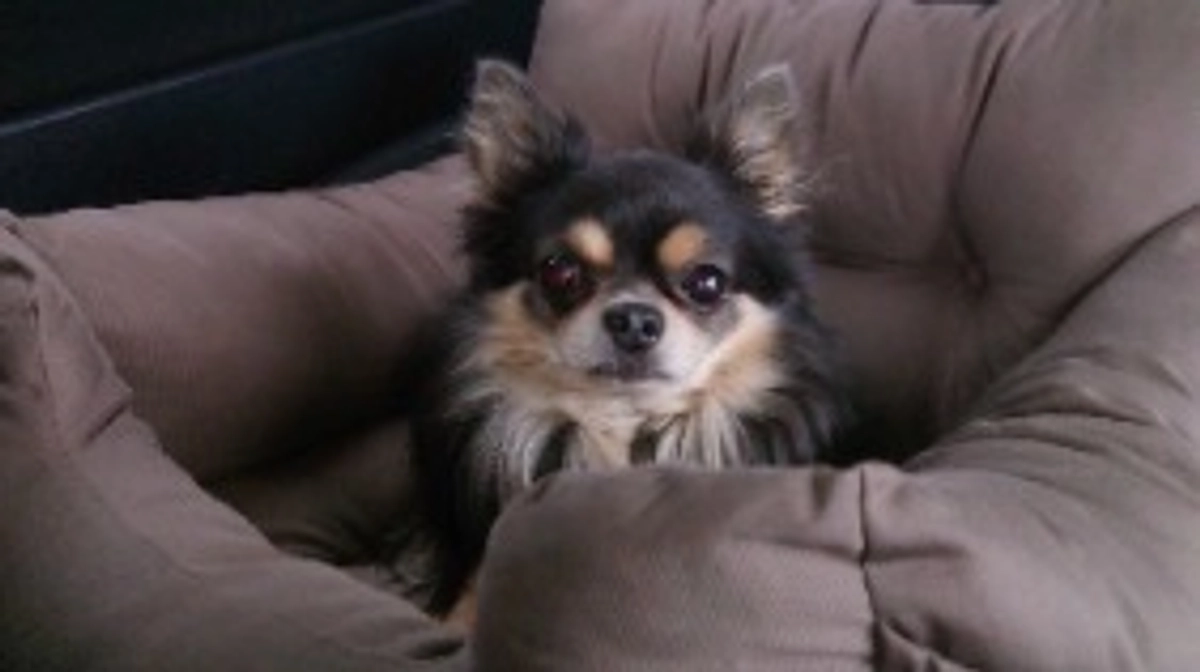 本日、くまもんの手術日です🐾