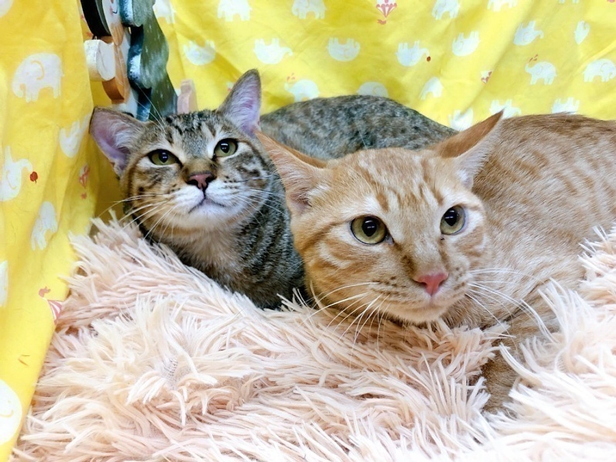 鶴田様（預かりボランティア様／モモちゃん&ハツくん）の応援メッセージ。そして、トライアル決定！！