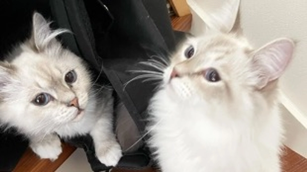 ヴァロ経過観察＆ネロFIP治療開始