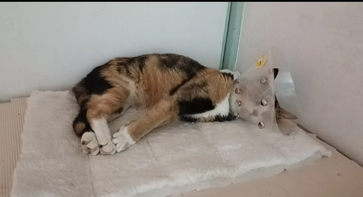 抜糸日でした！