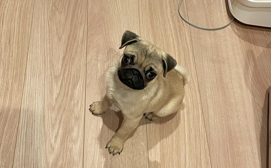 茶々丸へのご支援①