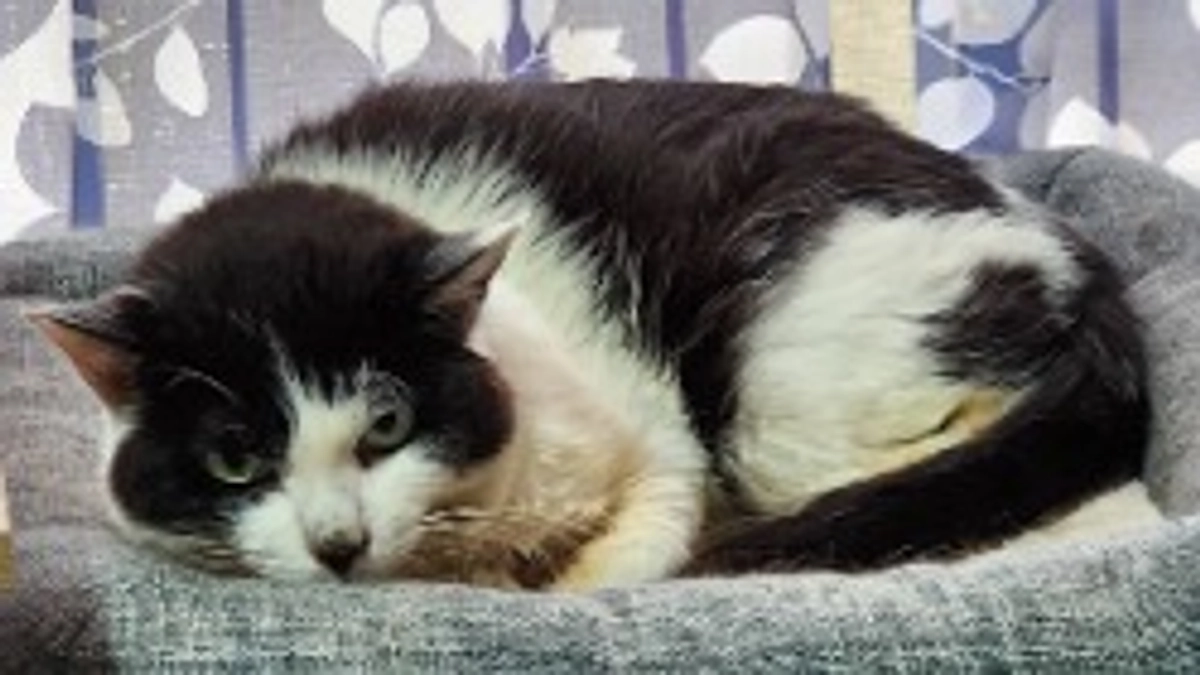 🆘️クラウドファンディング残り1️⃣2️⃣日です🆘️