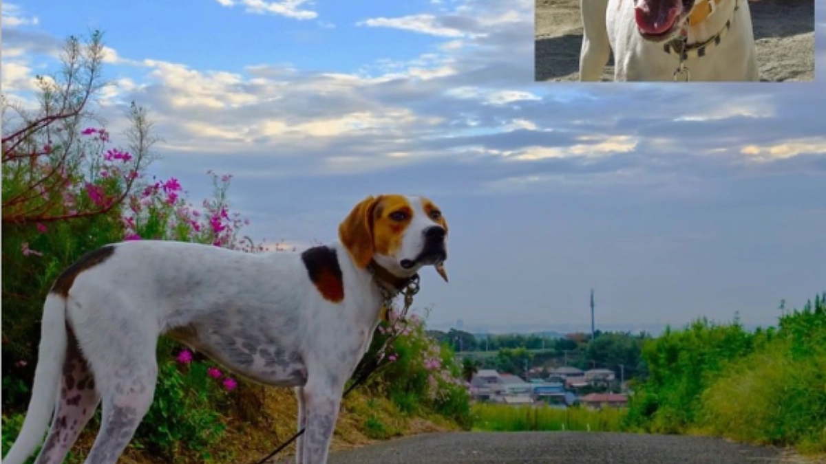 里親様の後藤 康 様（愛犬:ジジ）より応援メッセージを頂戴致しました！