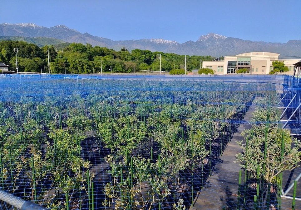 鉢上げ作業について