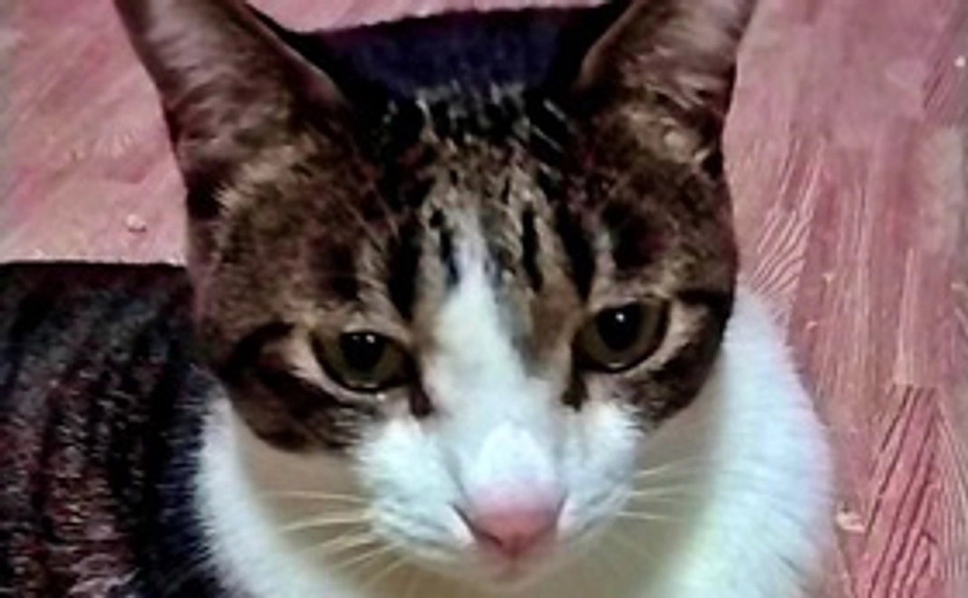 毎月10,000円応援コース