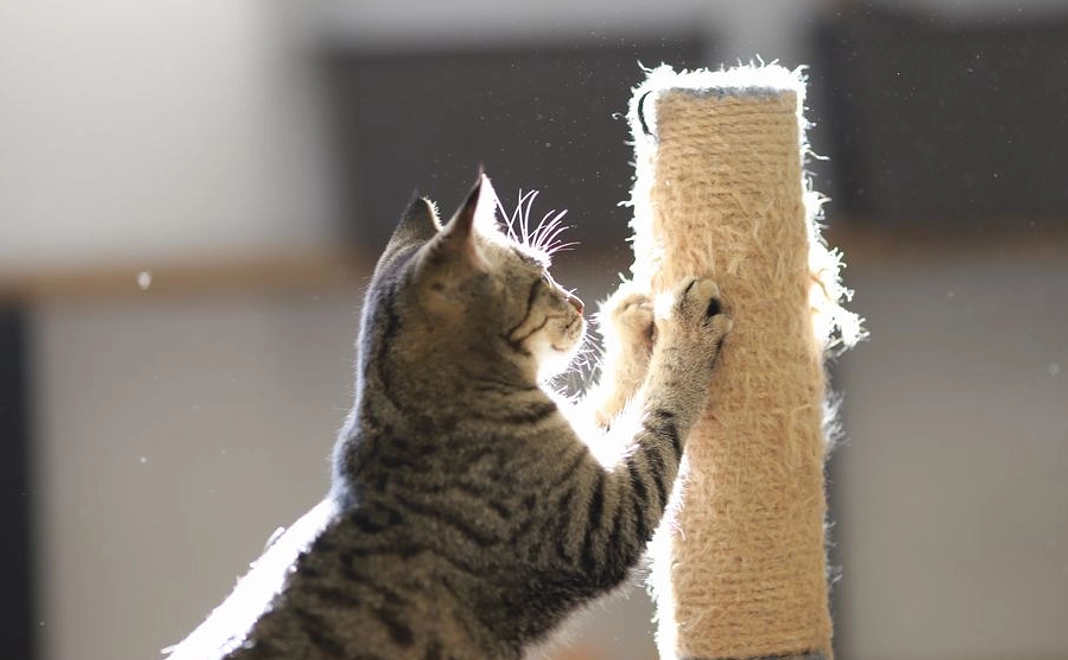 毎月3000円コース