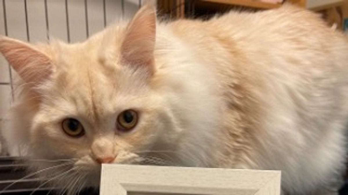 ご支援いただきありがとうございます！