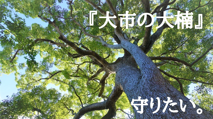 大市八幡神社：樹齢400年超の御神木を次の百年につなぐ