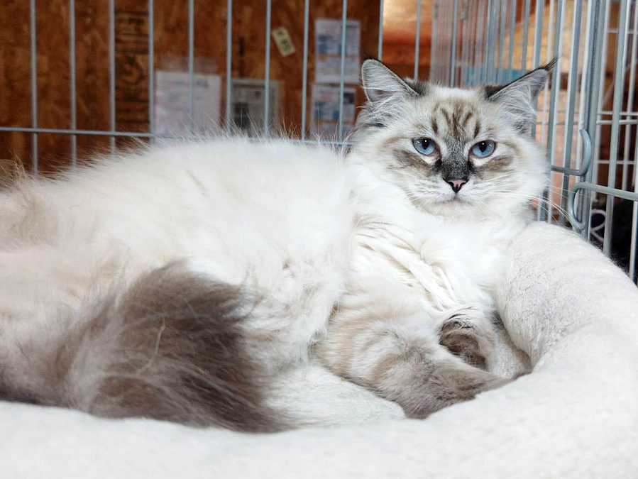 明日・明後日 4/12(土)・13(日)　長沼猫舎保護猫見学会とグッズ割引市開催