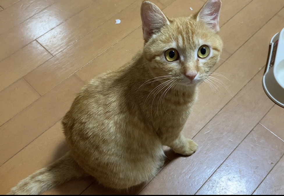 チャトラン、トライアル決定しました！