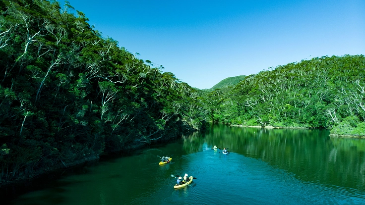 世界自然遺産やんばるの豊かな自然を後世に残していくため、ご支援を！ 2枚目