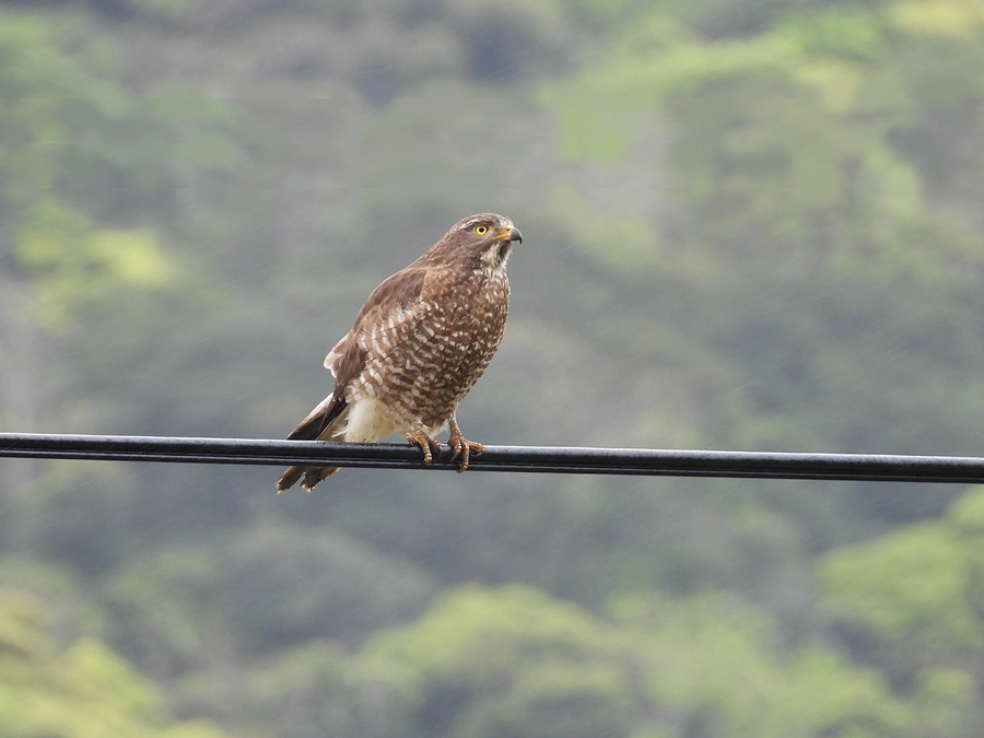 奄美大島でのサシバ