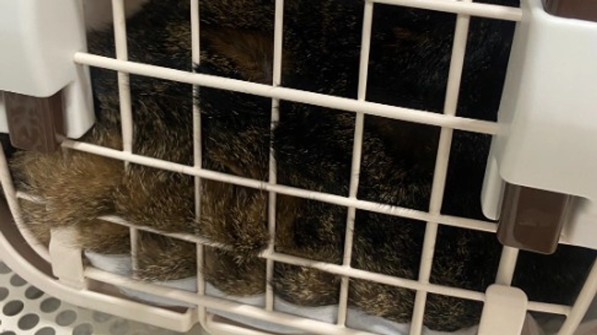 5回目の放射線治療