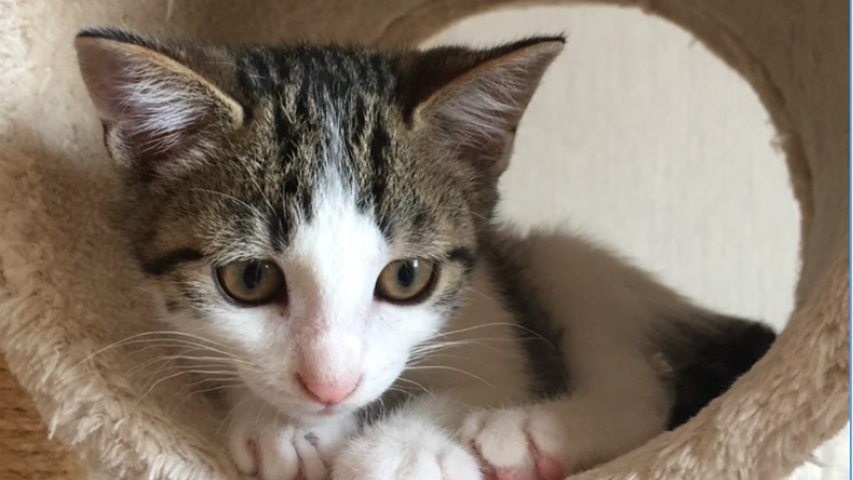 ボランティアスタッフによる応援リレーVol2