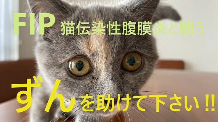 猫伝染性腹膜炎（FIP）を発症した『ずん』を助けたい
