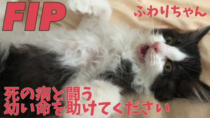 FIPという死の病と闘う子猫ふわりちゃんを助けてください