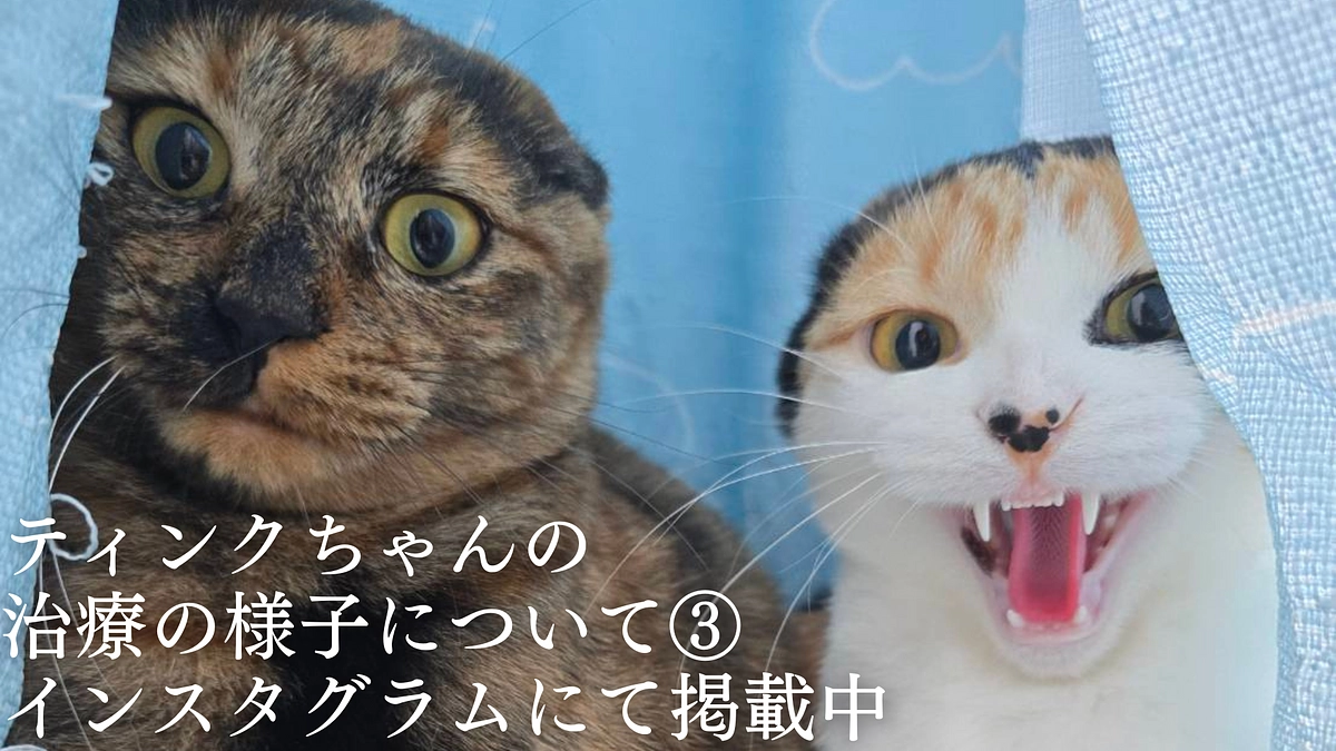 ティンクちゃんの治療の様子について③