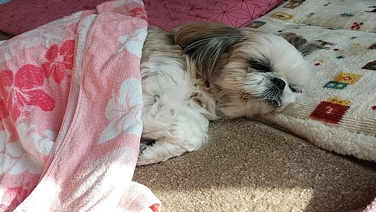 やっとわかったアジソン病の花子を助けて下さい